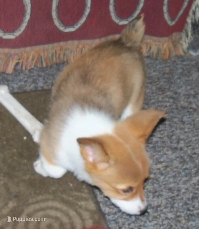 Stella...AKC...REDUCHED