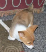 Stella...AKC...REDUCHED, a female Pembroke Welsh Corgi for sale in Zanesville, OH – Photo 1 of 6