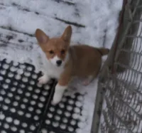 Stella...AKC...REDUCHED, a female Pembroke Welsh Corgi for sale in Zanesville, OH – Photo 2 of 6