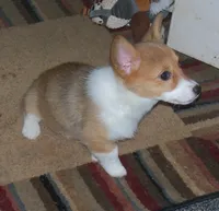 Stella...AKC...REDUCHED, a female Pembroke Welsh Corgi for sale in Zanesville, OH – Photo 4 of 6