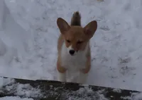 Stella...AKC...REDUCHED, a female Pembroke Welsh Corgi for sale in Zanesville, OH – Photo 6 of 6