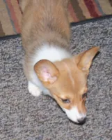 Stella...AKC...REDUCHED, a female Pembroke Welsh Corgi for sale in Zanesville, OH – Photo 3 of 6