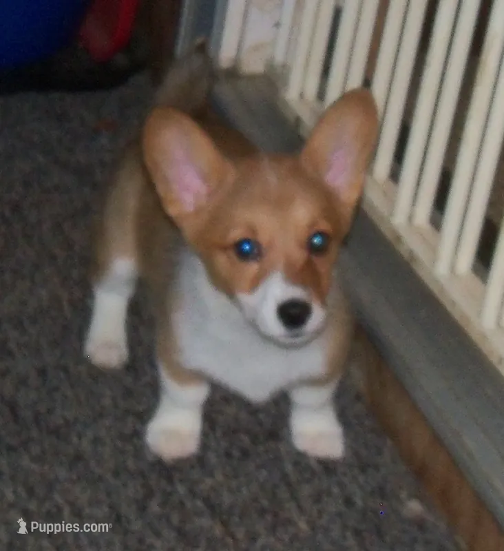 Stella...AKC...REDUCHED