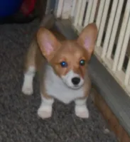 Stella...AKC...REDUCHED, a female Pembroke Welsh Corgi for sale in Zanesville, OH – Photo 5 of 6
