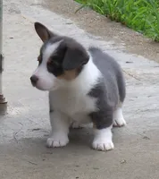 Denim....Bluie, a female Pembroke Welsh Corgi for sale in Zanesville, OH – 3 of 9