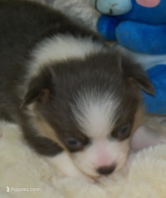 Slate   (Bluie) – Pembroke Welsh Corgi puppy for sale in Zanesville, OH