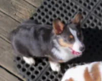 Danny...REDUCED, a male Pembroke Welsh Corgi for sale in Zanesville, OH – Photo 2 of 9