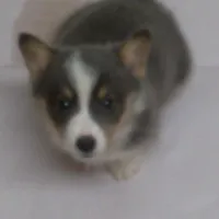 Danny...REDUCED, a male Pembroke Welsh Corgi for sale in Zanesville, OH – Photo 6 of 9