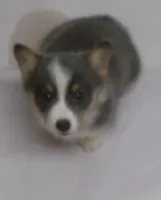 Danny, a male Pembroke Welsh Corgi for sale in Zanesville, OH – Photo 2 of 5