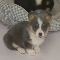 Danny...REDUCED, a male Pembroke Welsh Corgi for sale in Zanesville, OH – Photo 8 of 9