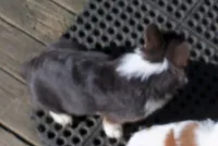 Danny...REDUCED, a male Pembroke Welsh Corgi for sale in Zanesville, OH – Photo 4 of 9