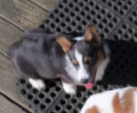 Danny...REDUCED, a male Pembroke Welsh Corgi for sale in Zanesville, OH – Photo 3 of 9