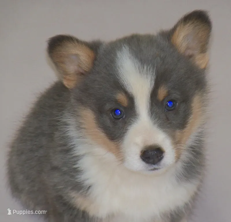 Danny, a male Pembroke Welsh Corgi for sale in Zanesville, OH – Photo 1 of 5