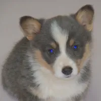 Danny...REDUCED, a male Pembroke Welsh Corgi for sale in Zanesville, OH – Photo 5 of 9