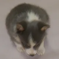 Danny...REDUCED, a male Pembroke Welsh Corgi for sale in Zanesville, OH – Photo 9 of 9