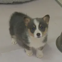 Danny...REDUCED, a male Pembroke Welsh Corgi for sale in Zanesville, OH – Photo 7 of 9