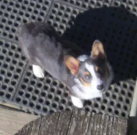 Danny...REDUCED, a male Pembroke Welsh Corgi for sale in Zanesville, OH – Photo 1 of 9