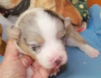 Cobalt    blue merle, a male Pembroke Welsh Corgi for sale in Zanesville, OH – 4 of 10