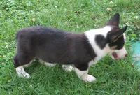 Romeo, a male Pembroke Welsh Corgi for sale in Zanesville, OH – 4 of 4