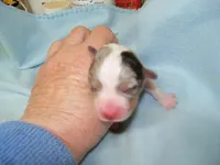 Cobalt    blue merle, a male Pembroke Welsh Corgi for sale in Zanesville, OH – 3 of 5