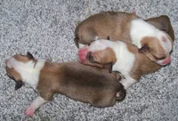 Honeymoon is over, a  Pembroke Welsh Corgi for sale in Zanesville, OH – 8 of 8