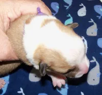 MALE...purple, a male Pembroke Welsh Corgi for sale in Zanesville, OH – 2 of 5