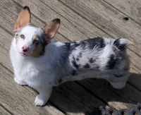 Honeymoon, a  Pembroke Welsh Corgi for sale in Zanesville, OH – 2 of 4