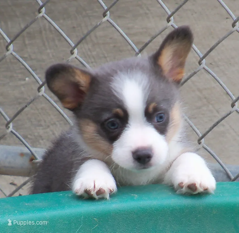 Slate   (Bluie) – Pembroke Welsh Corgi puppy for sale in Zanesville, OH