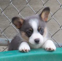 Slate   (Bluie), a male Pembroke Welsh Corgi for sale in Zanesville, OH – 1 of 9