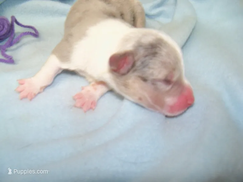 Royal.......Bluie blue merle – Pembroke Welsh Corgi puppy for sale in Zanesville, OH