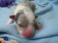 Royal.......Bluie blue merle, a male Pembroke Welsh Corgi for sale in Zanesville, OH – 3 of 5