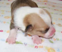 FEMALE...dotty, a female Pembroke Welsh Corgi for sale in Zanesville, OH – 5 of 5
