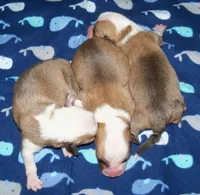 Honeymoon is over, a  Pembroke Welsh Corgi for sale in Zanesville, OH – 3 of 8