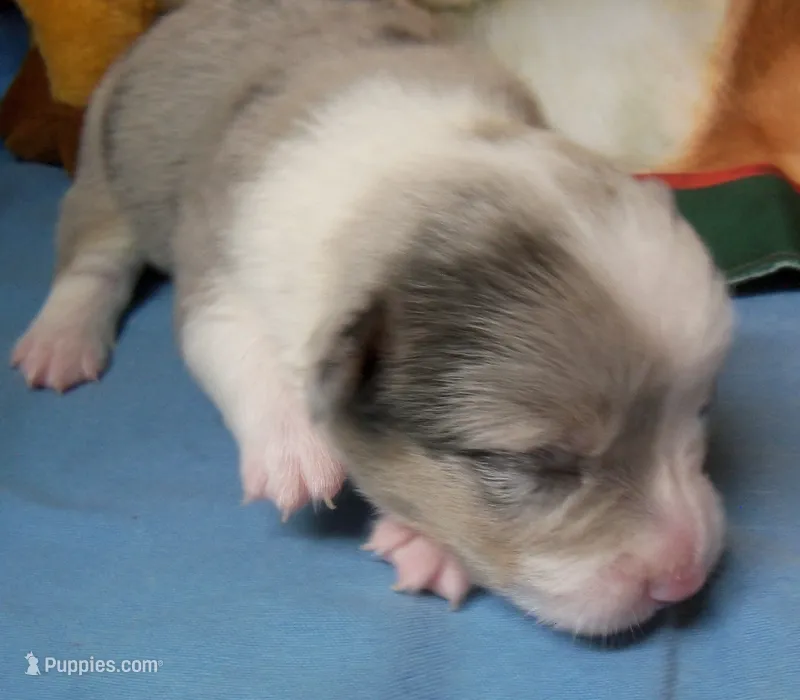 Royal.......Bluie blue merle – Pembroke Welsh Corgi puppy on hold in Zanesville, OH