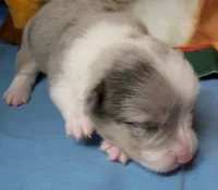 Royal.......Bluie blue merle, a male Pembroke Welsh Corgi for sale in Zanesville, OH – 2 of 9