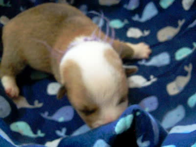 MALE...purple..4x clear, a male Pembroke Welsh Corgi for sale in Zanesville, OH – 6 of 6