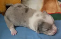 Royal.......Bluie blue merle, a male Pembroke Welsh Corgi for sale in Zanesville, OH – 4 of 9