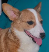 SADIE, a female Pembroke Welsh Corgi for sale in Zanesville, OH – 8 of 8