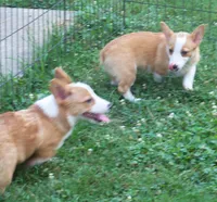 Sarah Jane, a female Pembroke Welsh Corgi for sale in Zanesville, OH – 5 of 5