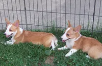 Sarah Jane, a female Pembroke Welsh Corgi for sale in Zanesville, OH – 4 of 5