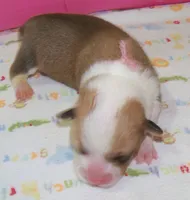 Female.....pink, a female Pembroke Welsh Corgi for sale in Zanesville, OH – 2 of 3