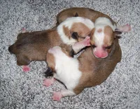 Honeymoon is over, a  Pembroke Welsh Corgi for sale in Zanesville, OH – 6 of 8