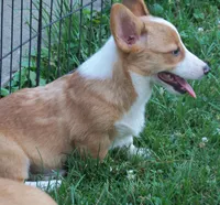 Sarah, a female Pembroke Welsh Corgi for sale in Zanesville, OH – 2 of 5