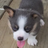 Slate   (Bluie), a male Pembroke Welsh Corgi for sale in Zanesville, OH – 4 of 9