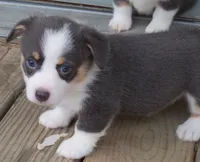 Denim....Bluie, a female Pembroke Welsh Corgi for sale in Zanesville, OH – 6 of 9