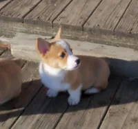 Garry #3...Genetic tested, a male Pembroke Welsh Corgi for sale in Zanesville, OH – Photo 2 of 8