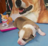 Garry #3...Genetic tested, a male Pembroke Welsh Corgi for sale in Zanesville, OH – Photo 8 of 8