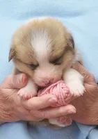 Garry #3...Genetic tested, a male Pembroke Welsh Corgi for sale in Zanesville, OH – Photo 7 of 8