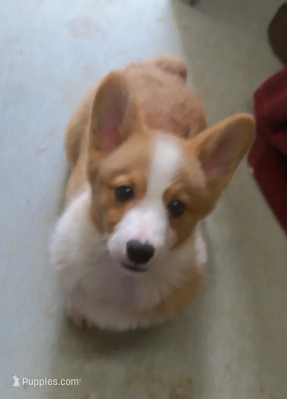 Garry #3...Genetic tested