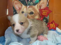 Garry #3...Genetic tested, a male Pembroke Welsh Corgi for sale in Zanesville, OH – Photo 4 of 8